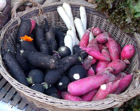 Various Radishes